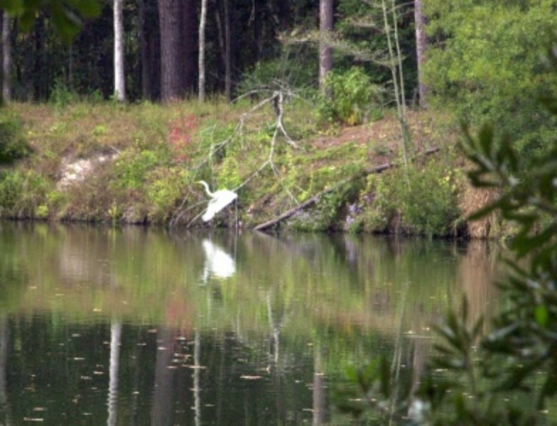 ../Images/Heron-LakeLouise.jpg