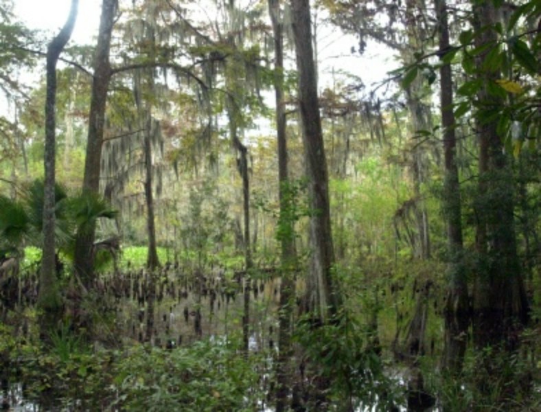 ../Images/Swamp.jpg