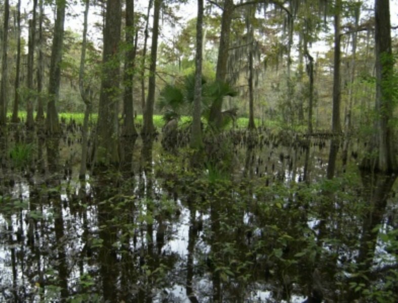 ../Images/Swamp3.jpg