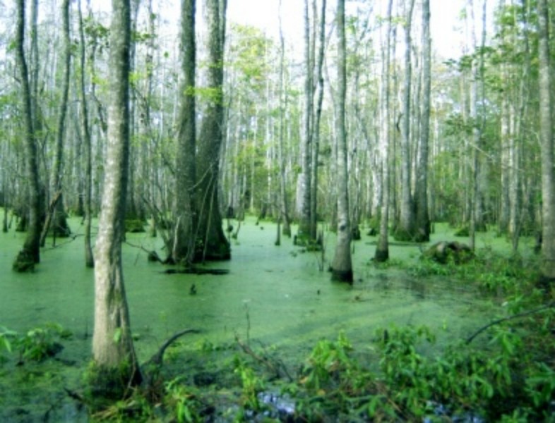 ../Images/Swamp760a.jpg